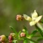 Climbing Bedstraw (Gallium porrigens): This climbing native has tiny leaves and flowers.  The close up of the flower you see here is only about 1/32" across.